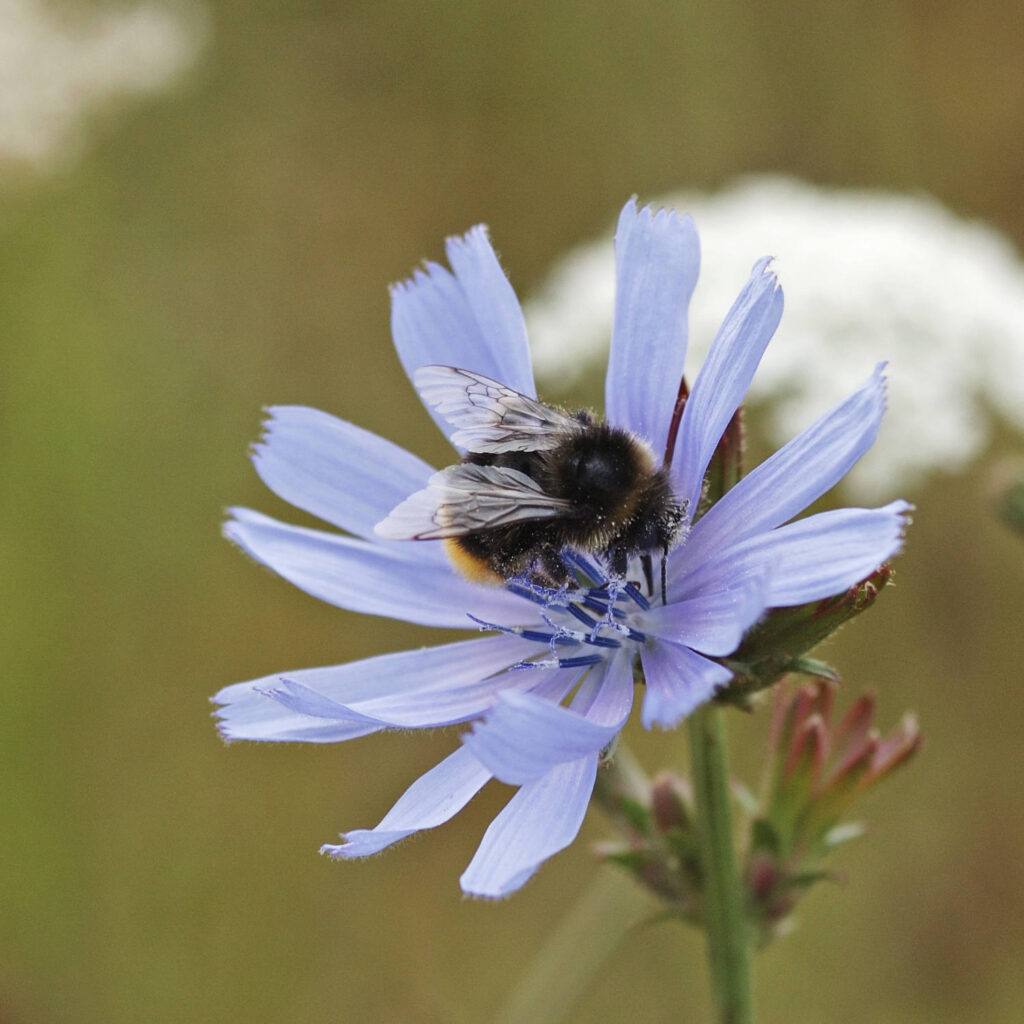 Hummel an Wegwarte