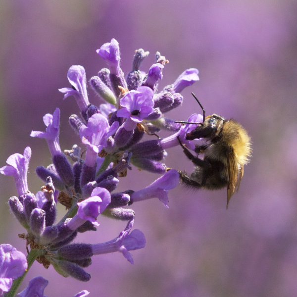 Hummel an Lavendel