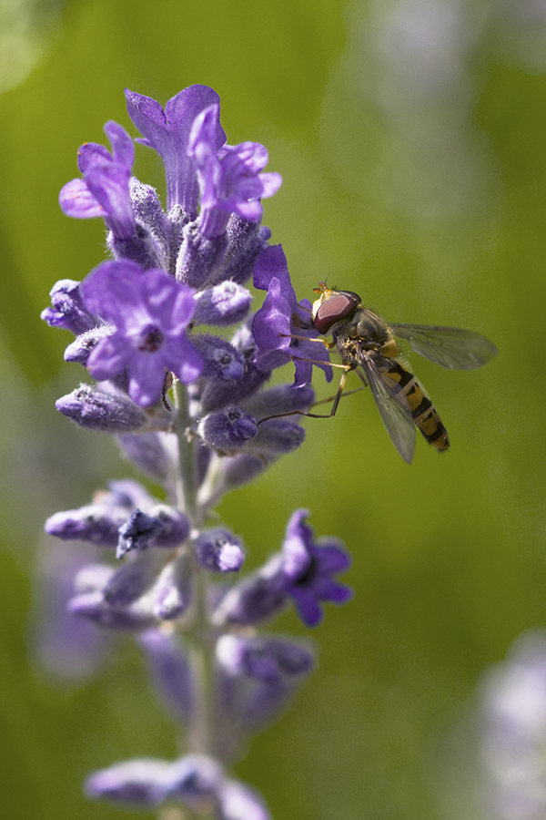 Schwebfliege an Lavendel