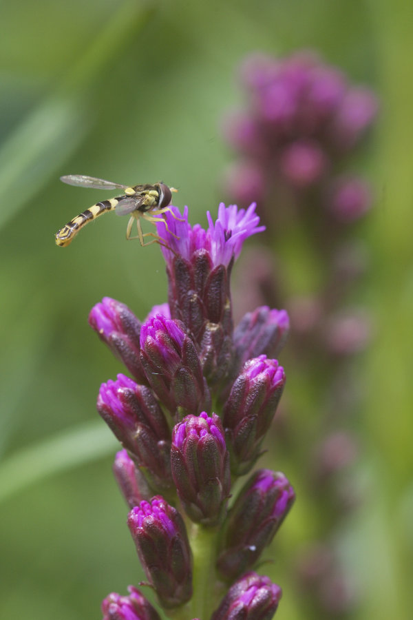 Schwebfliege an Liatris spicata