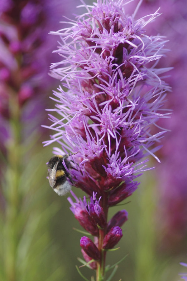 Liatris spicata mit Hummel