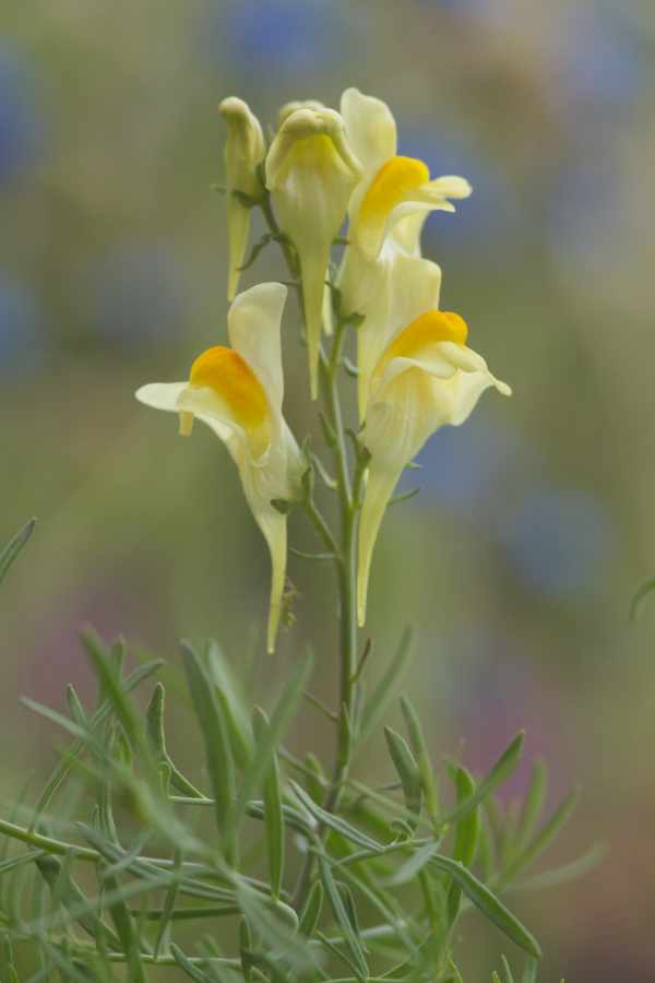 Linaria vulgaris