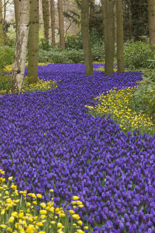 Muscarifluss im Keukenhof