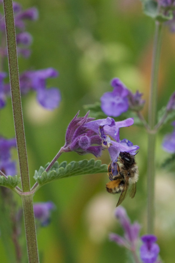 Biene an Nepeta