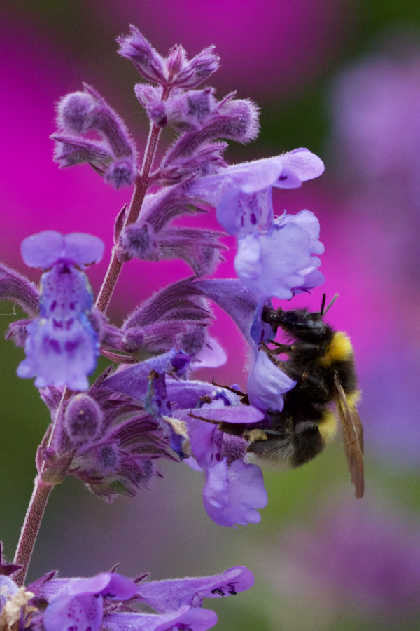 Hummel an Katzenminze