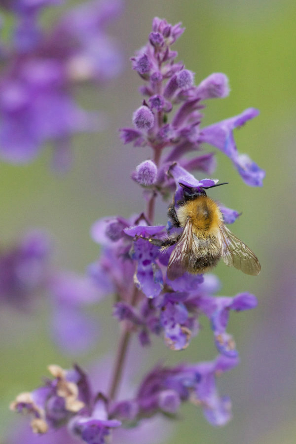 Hummel an Katzenminze