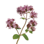 Origanum vulgare