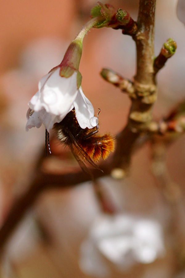 Osmia cornuta an Fuji-Kirsche