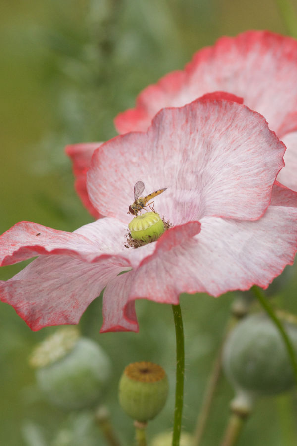 Schwebfliege auf Seidenmohnblüte