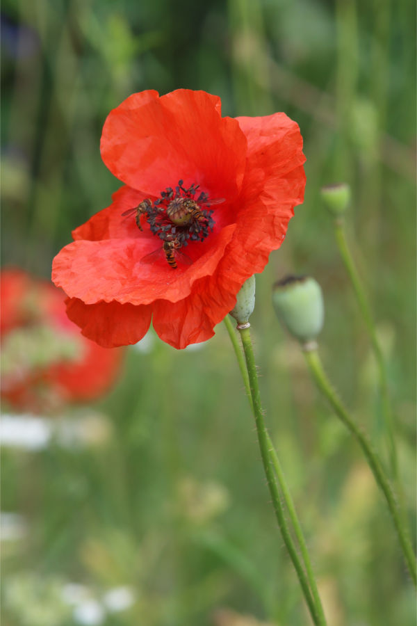 Schwebfliegen auf Papaver rhoeas
