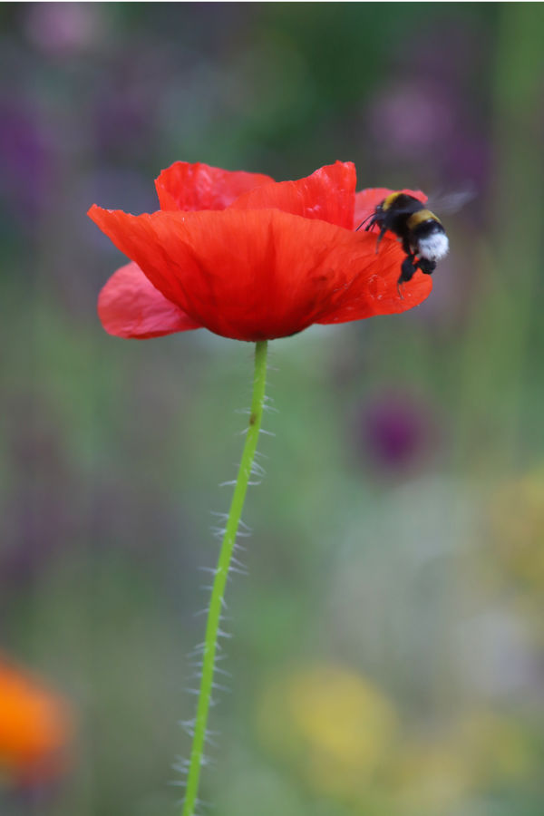 Hummel im Anflug auf Klatschmohnblüte