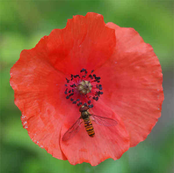 Schwebfliege an Klatschmohnblüte