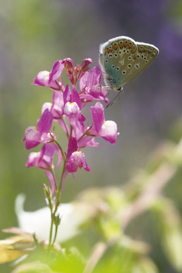 Polyommatus icarus auf Linaria maroccana 21-1