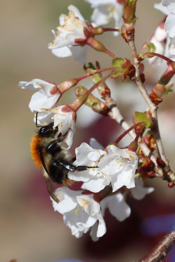 Hummel an Prunus incisa