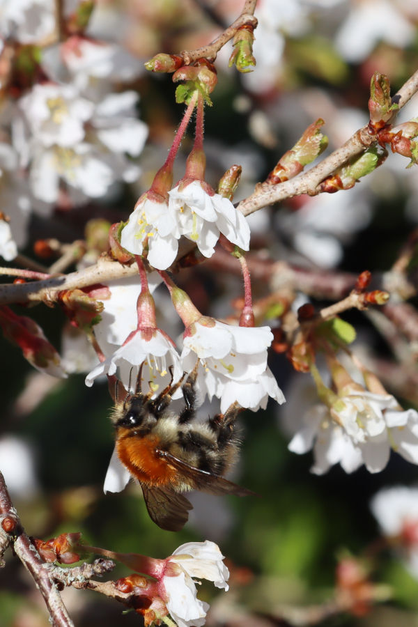 Hummel an Fuji-Kirsche