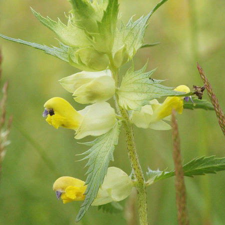 Rhinanthus serotinus