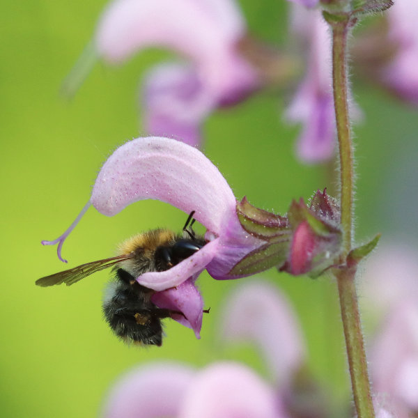 Hummel an Wiesensalbei
