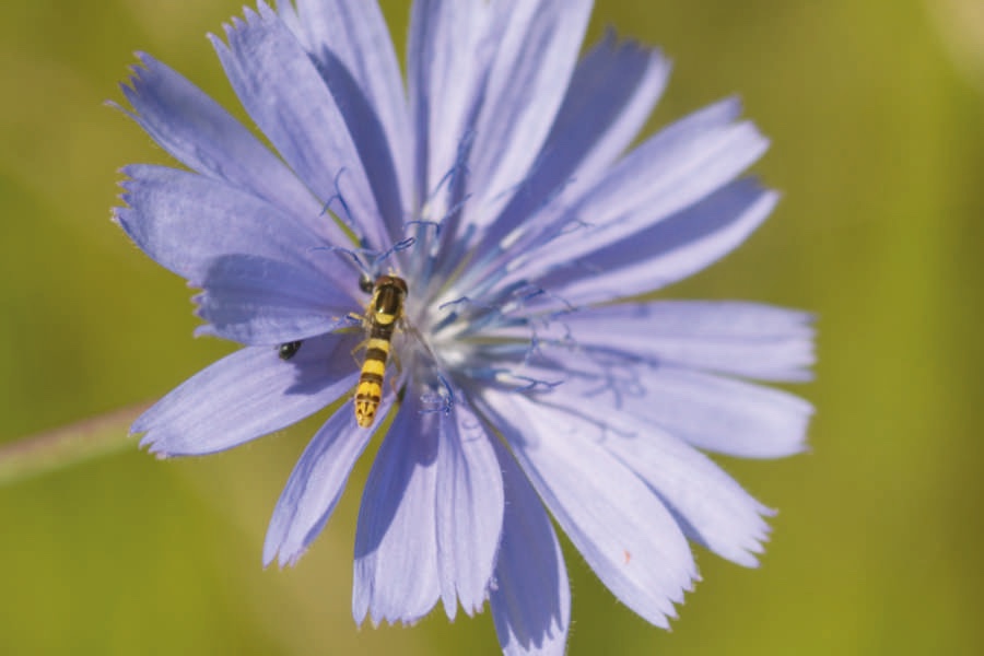 Sphaerophoria scripta auf Cichorium intybus 21-1