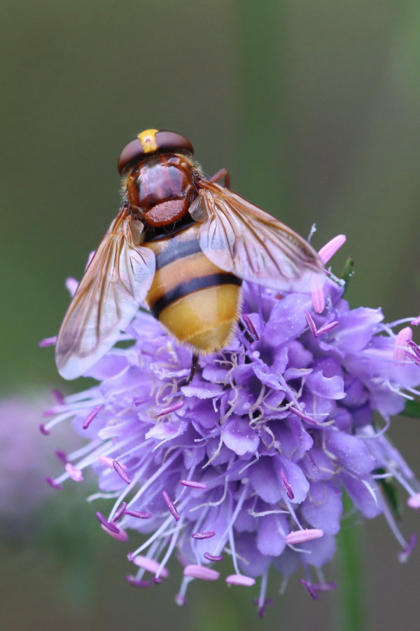 Hornissenschwebfliege an Teufelsabbiss