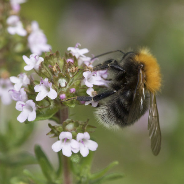 Hummel an Thymian