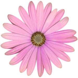 Blüte Bornholmer