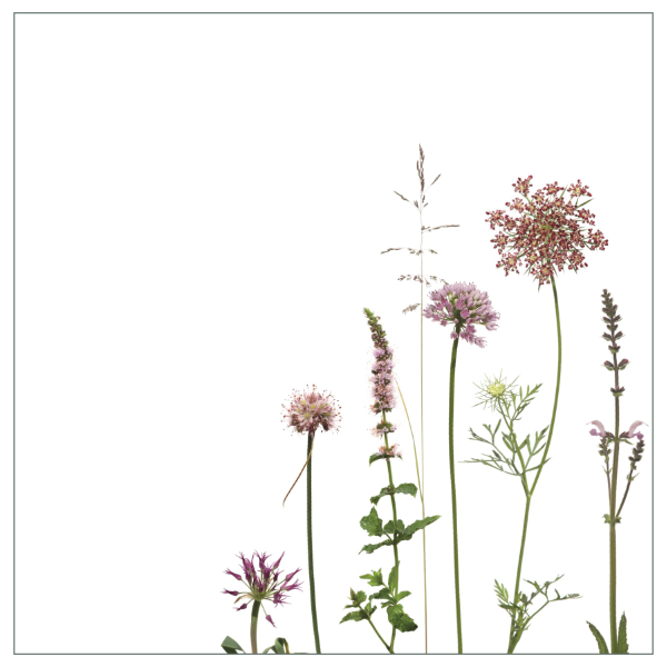 Fliesenaufkleber "Allium und Karotte", Wiesenmotiv in bordeauxrot