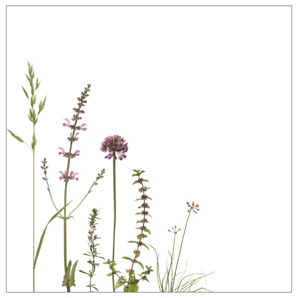 Fliesenaufkleber "Allium und Karotte", Wiesenmotiv in bordeauxrot