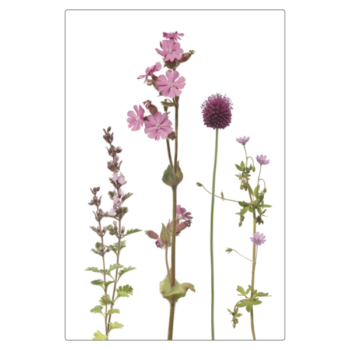Folierter Magnet mit rosa Wiesenmotiv