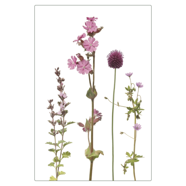 Folierter Magnet mit rosa Wiesenmotiv