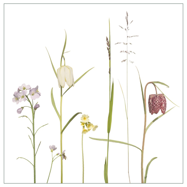 Fliesenaufkleber "Fritillaria"