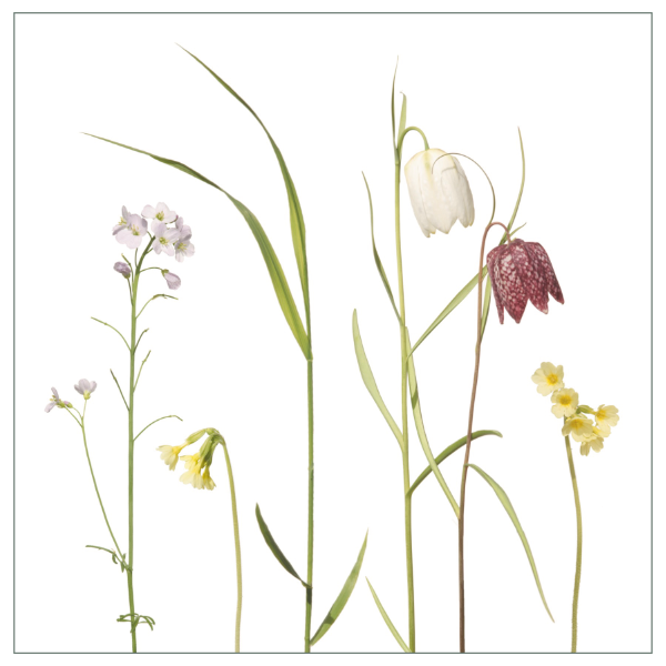 Fliesenaufkleber "Fritillaria"