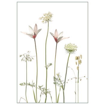 Postkarte "Damentulpe & Karotte"