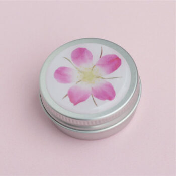Pillendose Rosa glauca