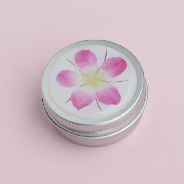 Pillendose Rosa glauca