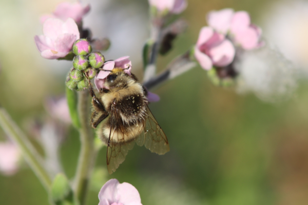 Hummel an rosa Cynoglossum amabile