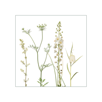 Weiße Blüten auf weißem Hintergrund