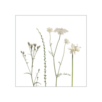 Weiße Blüten auf weißem Hintergrund