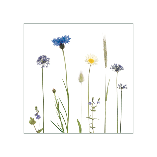 Blaue Kornblumen und weiße Margeriten schmücken diesen Fliesenaufkleber mit weißem Hintergrund