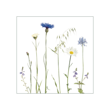 Blaue Kornblumen und weiße Margeriten schmücken diesen Fliesenaufkleber mit weißem Hintergrund