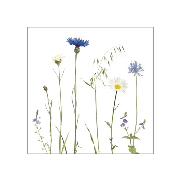 Blaue Kornblumen und weiße Margeriten schmücken diesen Fliesenaufkleber mit weißem Hintergrund