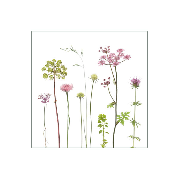 Fliesenaufkleber "Doldenblütler"