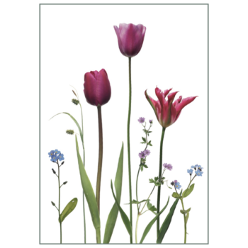 Klappkarte mit pinken Tulpen und blauen Vergissmeinnicht