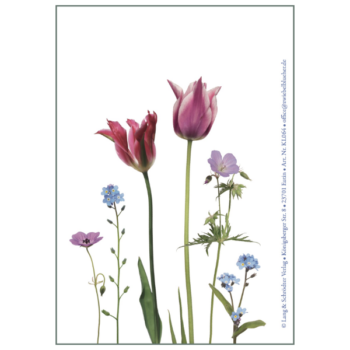 Klappkarte mit pinken Tulpen und blauen Vergissmeinnicht - Rückseite