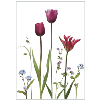 Dunkel pinke Tulpen und himmelblaue Vergissmeinnicht