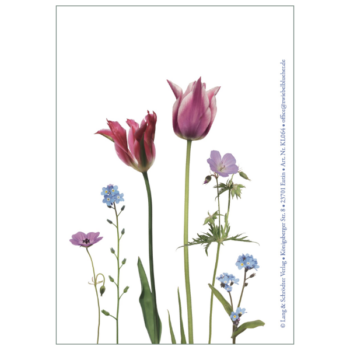 Tulpenkarte Rückseite