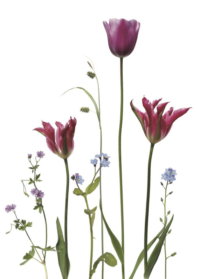 Pinke Tulpen und zartblaue Vergissmeinnicht.