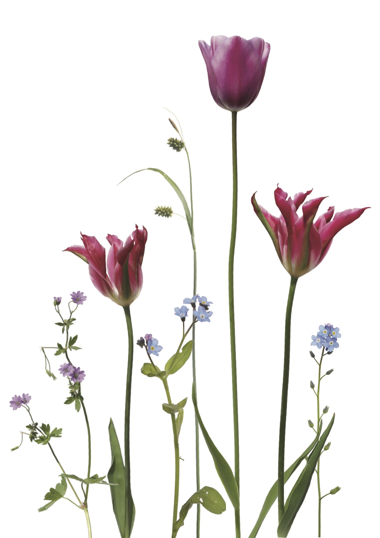 Pinke Tulpen und zartblaue Vergissmeinnicht.