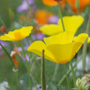 Eschscholzia californica, Goldmohn, Blüten in leuchtend gelb