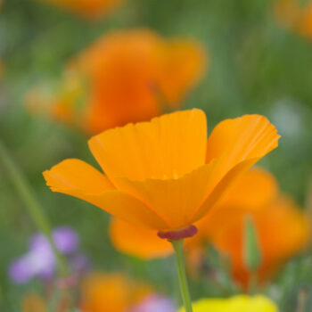 Eschscholzia californica - Goldmohn, Schlafmützchen, Blüte in orange