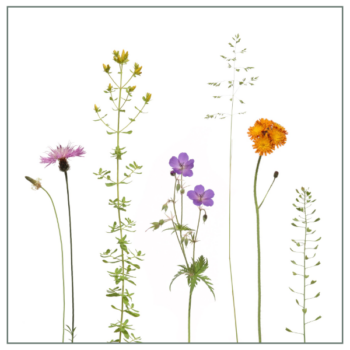 Fliesenaufkleber mit buntem Wiesenmotiv auf weißem Hintergrund